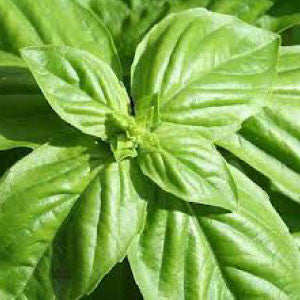 BASIL Seeds, Large Leaf Italian