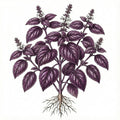 BASIL Seeds, Purple Ruffles